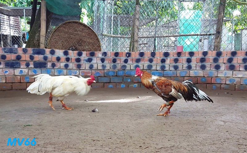 Đá Gà MV66 - Chất lượng hình ảnh và âm thanh sắc nét