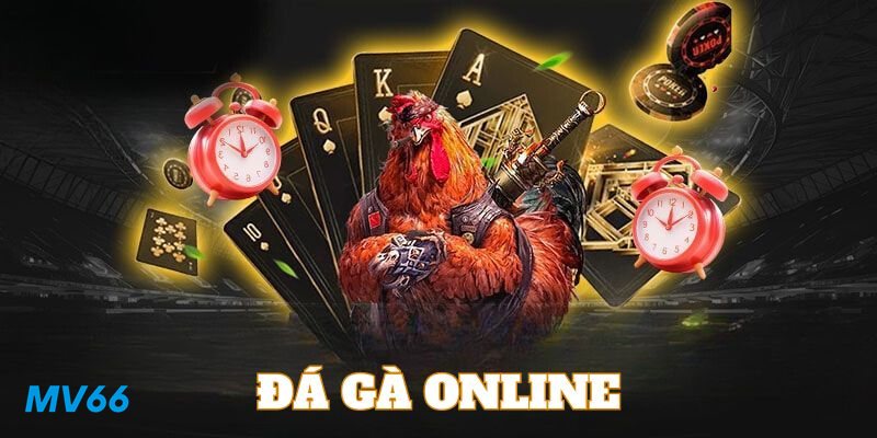Đá Gà MV66 - Cá cược xanh chín, minh bạch kết quả